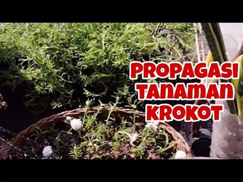 Memperbanyak Tanaman Krokot Mossrose Portulaca YouTube