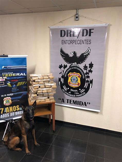 Cão da PF fareja 50 kg de maconha em mala de passageiros que viajavam