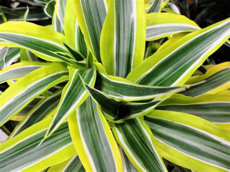 Variegated Green Yellow With White Beautiful Leaves Tropical Dracaena