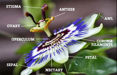 Botanic Notables 500 Shades Of Passiflora Garden Design