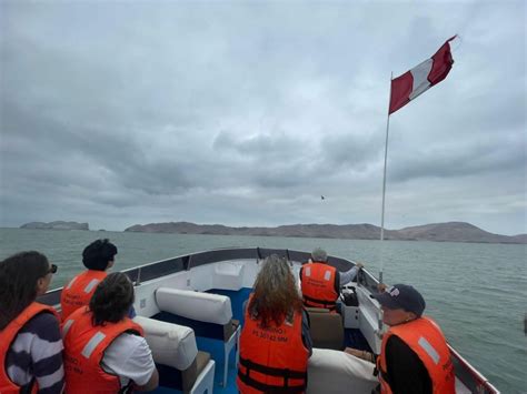 Lima Palomino Islands Speedboat Tour Swim With Sea Lions GetYourGuide