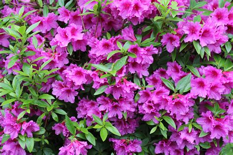 Landscape Of The Azalea Flowers Free Image Download