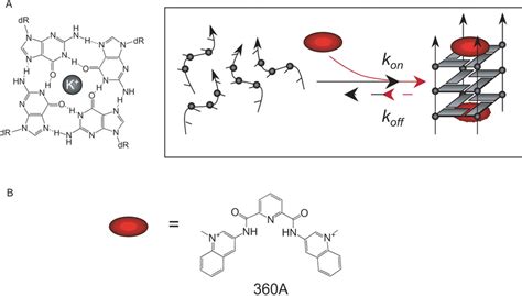 Quadruplexes And Quadruplex Ligands A Schematic Of A Quadruplex