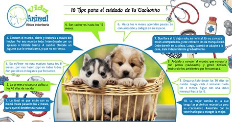 Blog Vida Animal Clínica Veterinaria