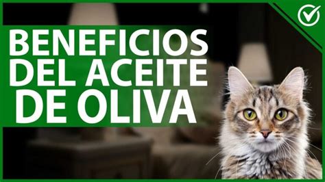 Beneficios Del Aceite De Oliva Para Gatos Decursoperipeciaelapso