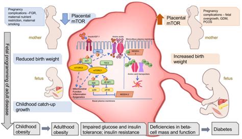 Placental Mtor Signaling And Sexual Dimorphism In Metabolic Health