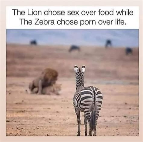 Lion Vs Zebra Blank Template Imgflip