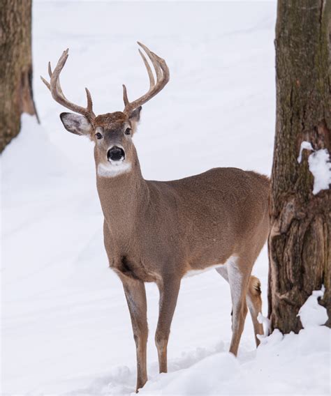 Hunting Small Woodlots Northwoods Sporting Journal