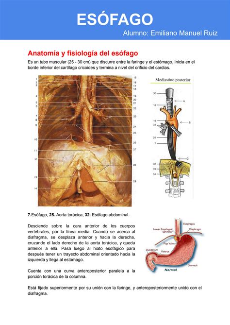 SOLUTION Gastroenterología Resumen de Anatomía y Fisiología del