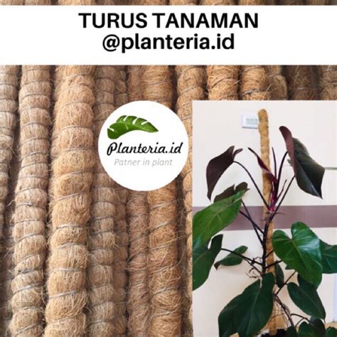 Jual Turus Rambatan Cm Untuk Tanaman Rambat Shopee Indonesia