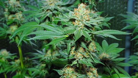 Amnesia Haze Auto Cannabis Strain Woche für Woche Anleitung Fast Buds