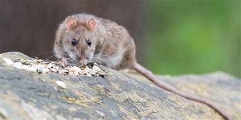 Les rats à Paris : comment en venir à bout
