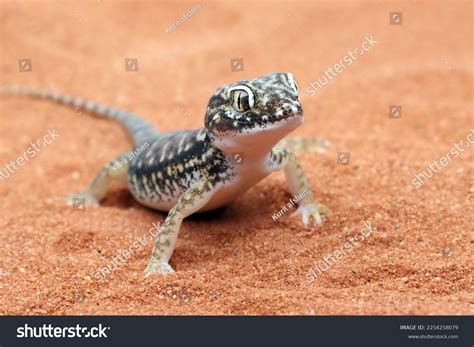 Sand Gecko Stenodactylus Petrii Sunbathing Sand Stock Photo 2254258079