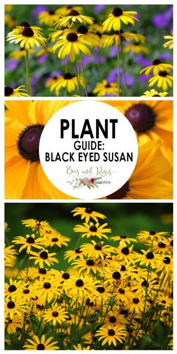 Plant Guide Black Eyed Susan Bees And Roses Gardening Tips And