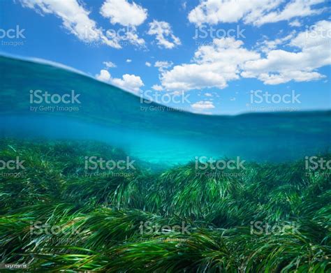 Lamun Di Bawah Laut Bawah Laut Dan Langit Biru Dengan Awan Di Bawah Air