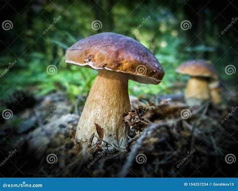 Best Edible Brown Cep Boletus Edulis In Forest Stock Photo Image Of