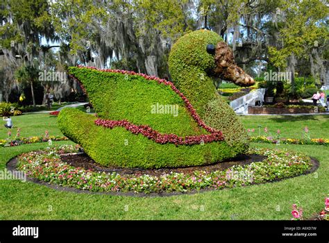 Swan Topiary At Cypress Gardens Winter Haven Florida Us Stock Photo Alamy