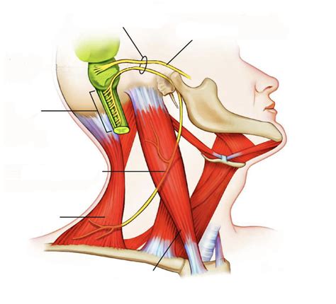 Anatomy- nerves of the neck Diagram | Quizlet