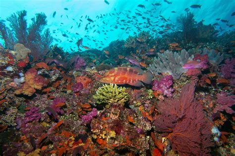 Scuba Diving The Stunning Reefs Of Fiji