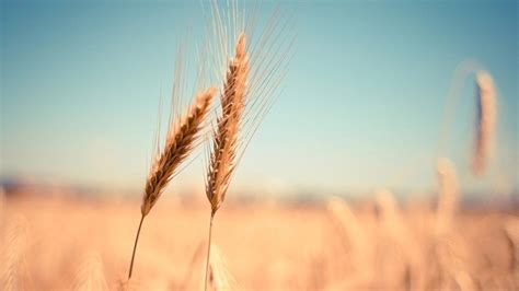 Centre Relaxes Wheat Procurement Norms In Punjab Haryana Chandigarh