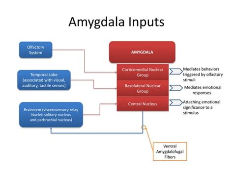 Limbic System Dr Arpit Ppt