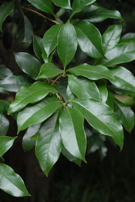Osmanthus fragrans (Fragrant Tea Olive, Sweet Osmanthus, Tea Olive ...
