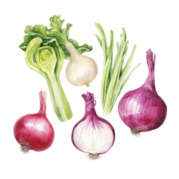 Watercolor Onion Vegetable Clip Art Onion Watercolor Hand Png