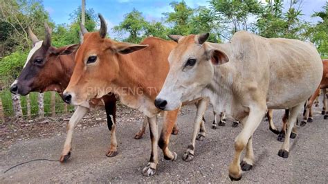 Video Sapi Lembu Jinak Yang Lucu Berkeliaran Dengan Damai Di Ladang