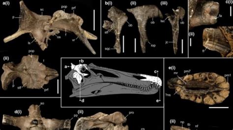 Ditemukan 2 Spesies Dinosaurus Baru Berusia 125 Juta Tahun