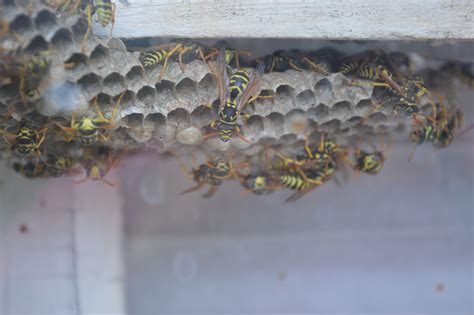 Stirring up a hornet’s nest: what to do about yellow jackets, wasps ...