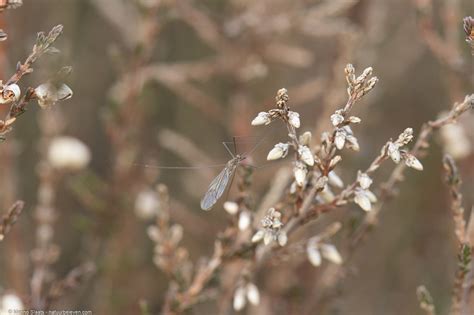 Hartje winter en toch nog muggen - Oirschotse Heide