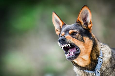 Laddestramento Del Cane Da Utilit E Da Difesa 6