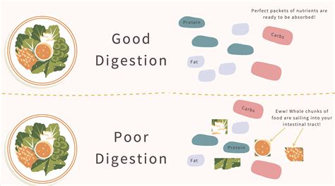 What Is Endo Belly Endometriosis Bloat Digestive Disfunction — Heal Endo