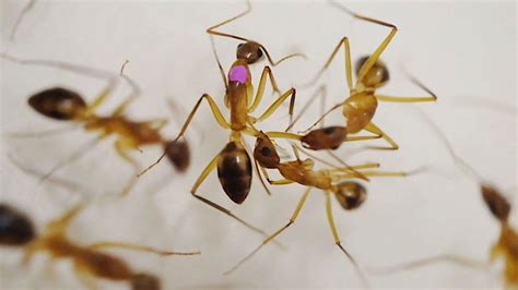 La Fourmi Charpentière Pratique Lamputation Pour La Survie De Son Espèce