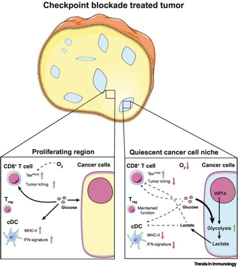 Finding Your Niche Immune Evasion In Quiescent Tumor Reservoirs