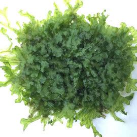 Monosolenium Tenerum Pellia On Mesh Live Aquarium Plant Online