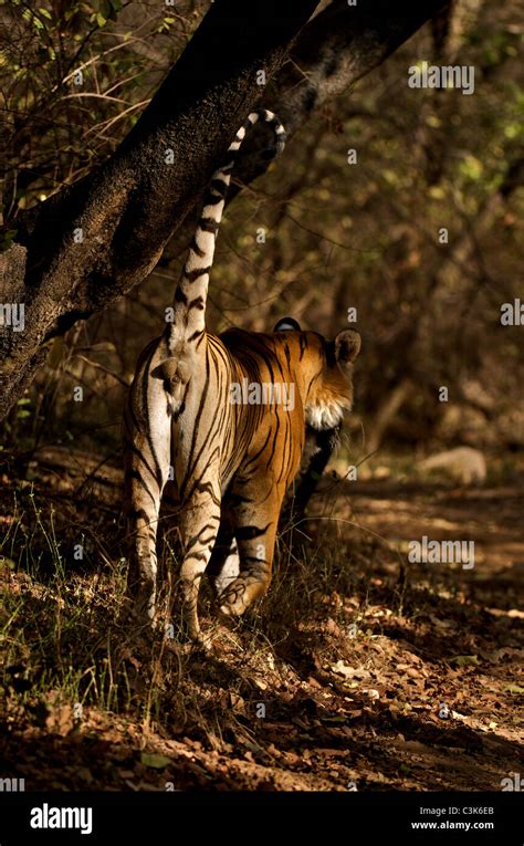 Male bengal tiger marking territory hi-res stock photography and images ...