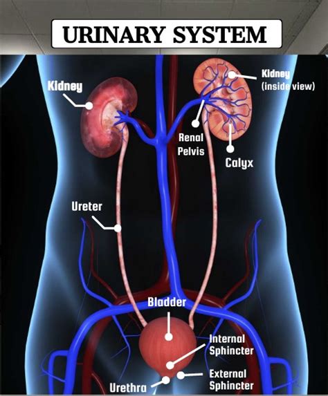 Renal Pelvis Location In Body