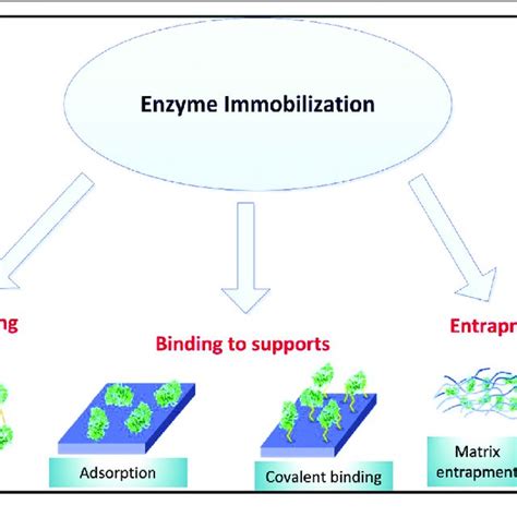 Enzyme Immobilization Methods Download Scientific Diagram