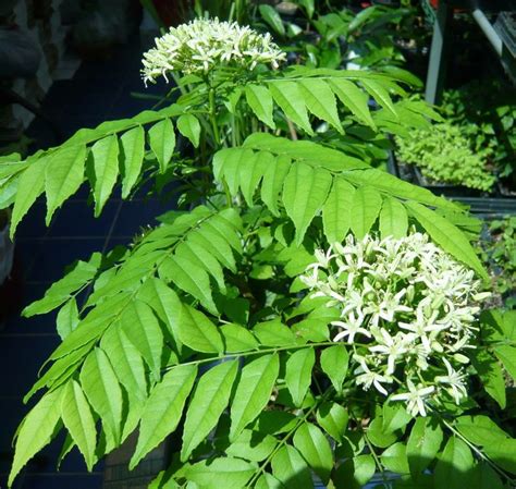 Green Leaves And White Flowers In A Garden