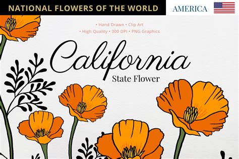 California State Flower Graphic by Hanatist Studio · Creative Fabrica