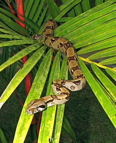 Costa Rica Stock Forests And Creatures Mardenpix Costa Rica