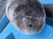 Silly Seal Seal GIF - Silly Seal Seal Seal Tongue - Discover & Share GIFs