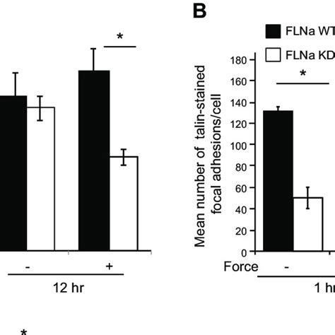 Effect Of Force And FLNa On Activated 1 Integrin Talin And