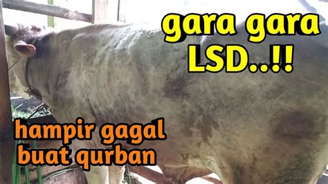 Mendekati Hari Raya Qurban Malah Kena LSD Lato Lato YouTube