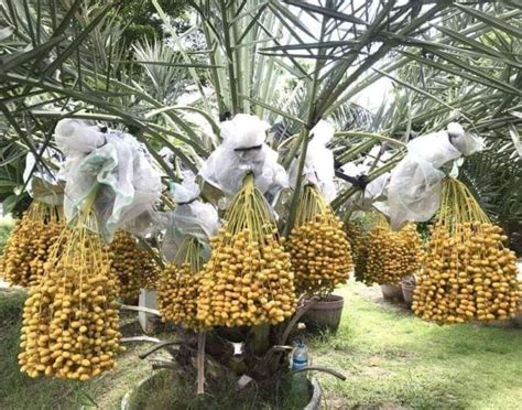 Pohon Kurma Di Arab Bidara Daun Pohon Khasiat Buah Tanaman Mengobati