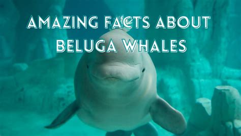 10 Amazing Facts About Beluga Whales