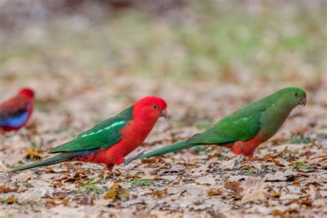 30 beautiful images of Australian king parrots with brilliant blue ...