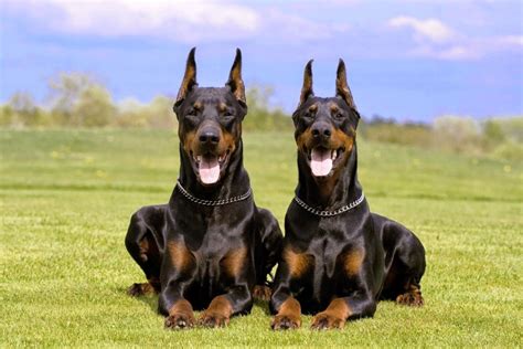 Top 10 Dog Breeds with Strongest Bites | TopTeny.com