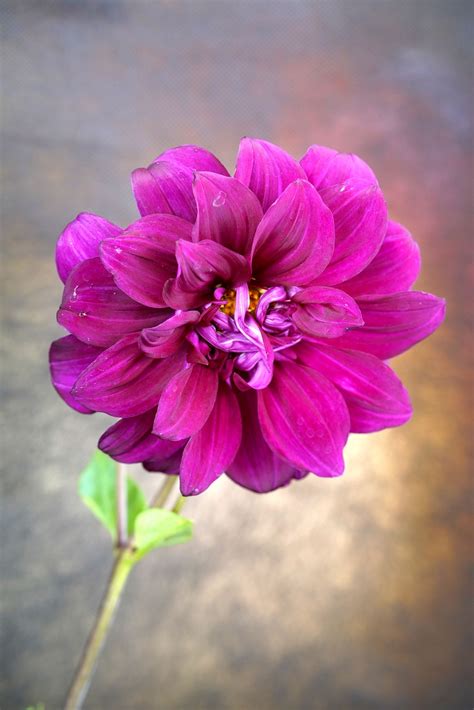 Dalia Flor Planta Foto Gratis En Pixabay Pixabay